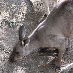 Black-faced kangaroo -Zoo Plzeň (2025)