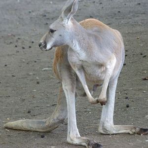 Red kangaroo -Zoo Plzeň (2025)