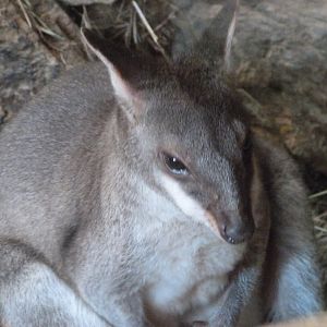 Dusky pademelon -Zoo Plzeň (2025)