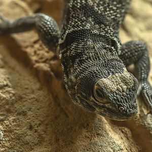 Madagascan collared iguana : Chester Zoo : 06 Sep 2025