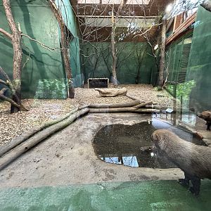 Indoor Bush Dog Exhibit