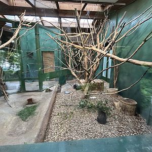 Indoor Cuban Hutia Exhibit