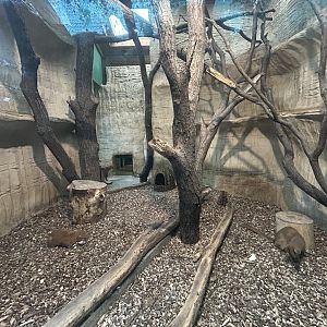 Indoor Jaguarundi Exhibit