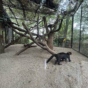 Tayra Exhibit
