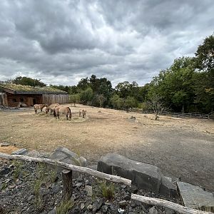 Przewalski's Horse Exhibit - Gobi