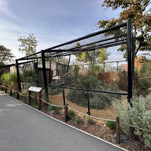 Pallas’ Cat Exhibit - Gobi