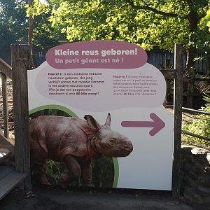 Indian rhinoceros calf sign, 2025-09-06
