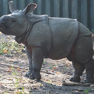 Indian rhinoceros (Rhinoceros unicornis) calf Amari, 2025-09-06