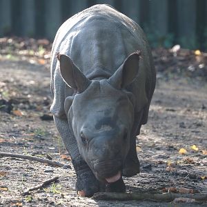 Indian rhinoceros (Rhinoceros unicornis) calf Amari, 2025-09-06