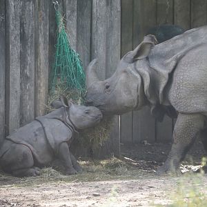 Indian rhinoceros (Rhinoceros unicornis) Karamat with calf Amari, 2025-09-06
