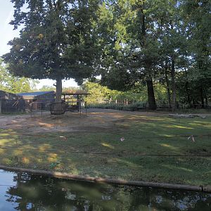 Domestic Bactrian camel paddock, 2025-09-06