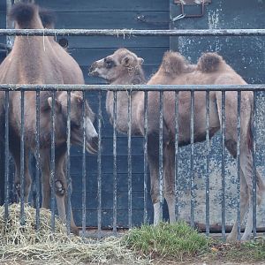 Young Domestic Bactrian camels (Camelus bactrianus), 2025-09-06