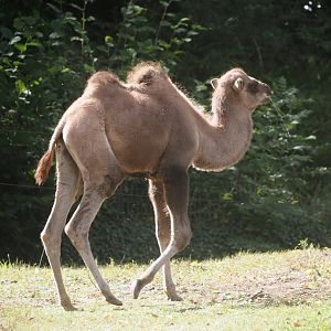 Young Domestic Bactrian camel (Camelus bactrianus), 2025-09-06