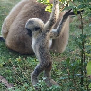 Northern white-cheeked Gibbon (Nomascus leucogenys) youngster Aiki, 2025-09-06