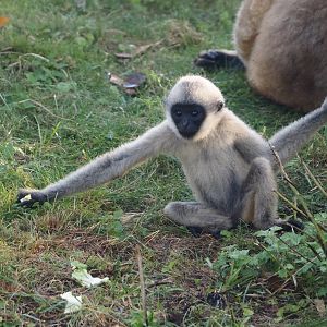 Northern white-cheeked Gibbon (Nomascus leucogenys) youngster Aiki, 2025-09-06