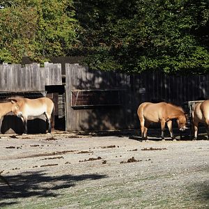 Przewalski's horse herd (Equus ferus przewalskii), 2025-09-06