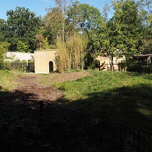 Red river hog side of the new smaller African hoofstock building and separated part of bongo paddock for hogs, 2025-09-06