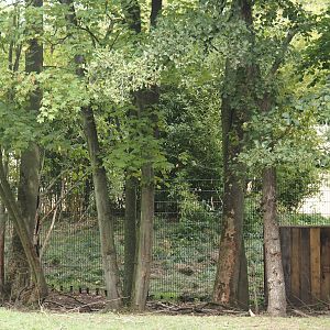 Red river hog paddock (separated part of bongo paddock), 2025-09-06