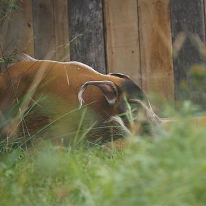 Red river hog (Potamochoerus porcus), 2025-09-06