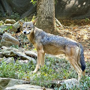 Red Wolf - Western North Carolina Nature Center