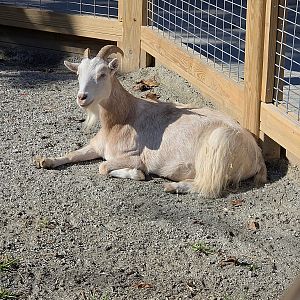 Nigerian Dwarf Goat - Western North Carolina Nature Center