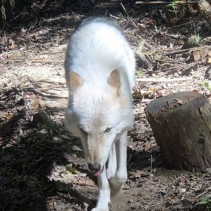 Gray Wolf - Western North Carolina Nature Center