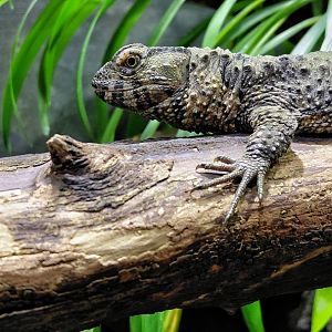 Chinese crocodile lizard