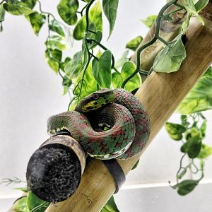 Philippine pit viper