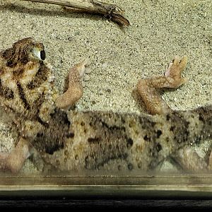 Namib giant ground gecko