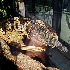 Sunbittern (Eurypyga helias)
