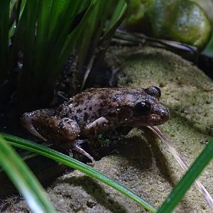 Majorcan midwife toad (Alytes muletensis)
