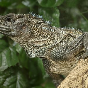 Sailfin lizard : Chester Zoo : 06 Sep 2025