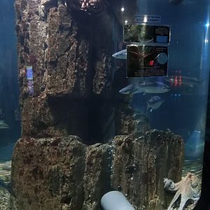 European Spider Crab, Common Octopus and Fish Species, 3.5.25