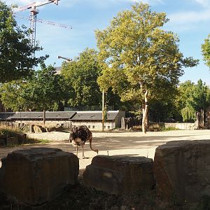 Giraffe and Warthog paddock, with young ostrich exploring, 2025-09-10