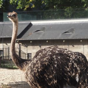 Young Ostrich (Struthio camelus), 2025-09-10