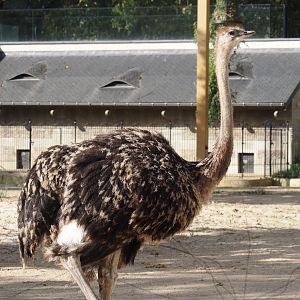 Young Ostrich (Struthio camelus), 2025-09-10