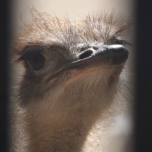 Young Ostrich (Struthio camelus), 2025-09-10