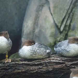 Young Scaly-sided mergansers (Mergus squamatus), 2025-09-10