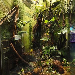 New terrarium for Anthonys poison arrow frog, Golfodulcean poison dart frog and Yellow-banded poison dart frog, 2025-09-10