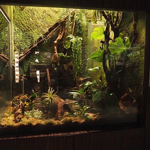 New terrarium for Anthonys poison arrow frog, Golfodulcean poison dart frog and Yellow-banded poison dart frog, 2025-09-10