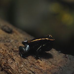 Golfodulcean poison dart frog (Phyllobates vittatus), 2025-09-10