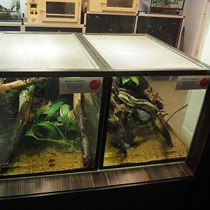 Raising terrariums for Weber's sailfin lizard hatchlings, 2025-09-10
