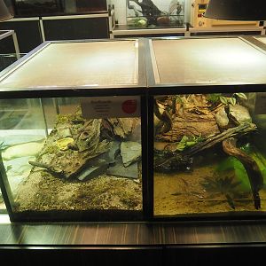 Raising terrariums for Ocellated lizard and Chinese water dragon hatchlings, 2025-09-10