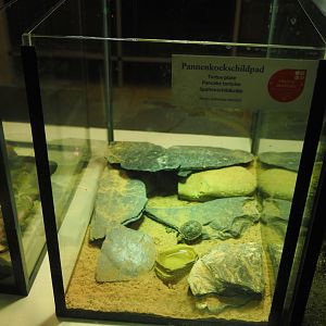Raising terrarium for Pancake tortoise hatchling, 2025-09-10