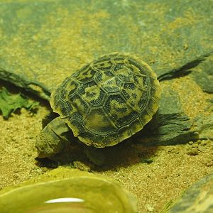 Pancake tortoise (Malacochersus tornieri) hatchling, 2025-09-10