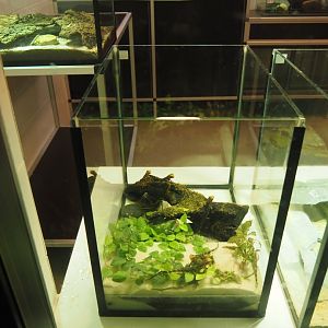 Raising terrarium for Chinese crocodile lizard hatchlings, 2025-09-10