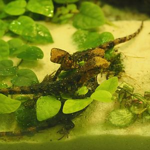 Chinese crocodile lizard (Shinisaurus crocodilurus crocodilurus) hatchlings, 2025-09-10