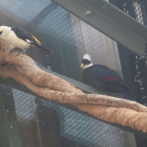 White-headed buffalo weaver (Dinemellia dinemelli) and White-crested turaco (Tauraco leucolophus), 2025-09-10