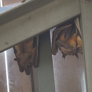 Straw-colored fruit bats (Eidolon helvum), 2025-09-10