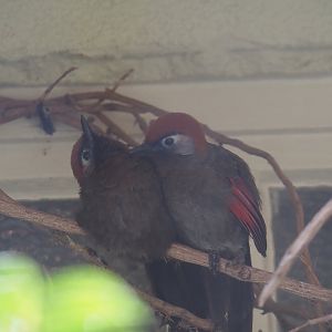 Red-tailed laughingthrushes (Trochalopteron milnei), 2025-09-10